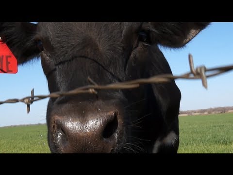 Mad Cow Attack (extended cut)