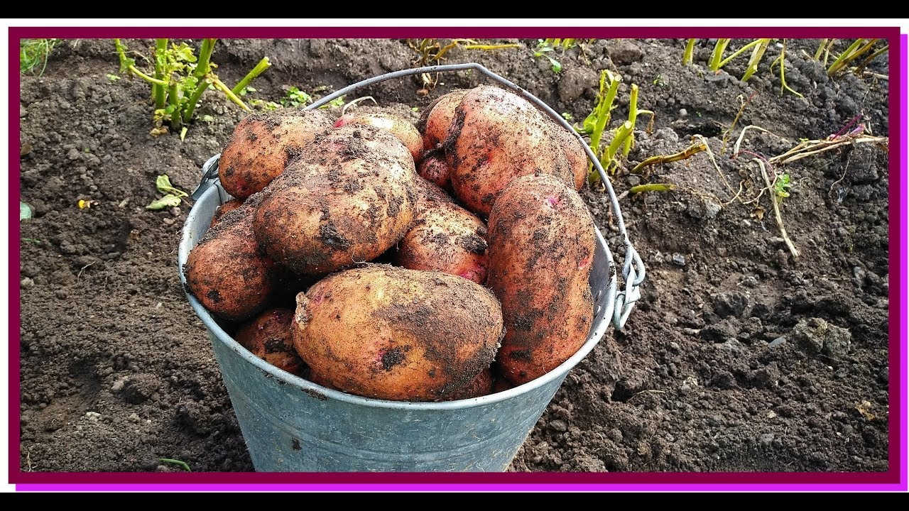 хороший урожай картофеля. сотка картошки. 4 сотки картофеля. колея под картофель. сотка картошки.