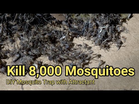 How to Make an Effective Mosquito Trap