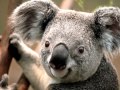 Wildlife