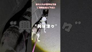 興味津々なフレブル