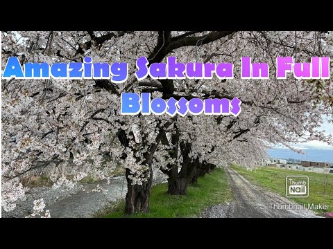 4K 2022  MATSUMOTO-Cherry Blossoms ( Sakura )長野 松無と#Japan#4KWalk