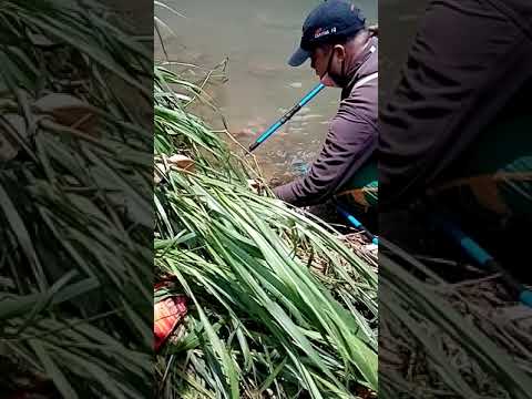 #2,Electric fishing gamit ang d platino sa sapang dimonyo🥵dalag hito at palos ang huli👍