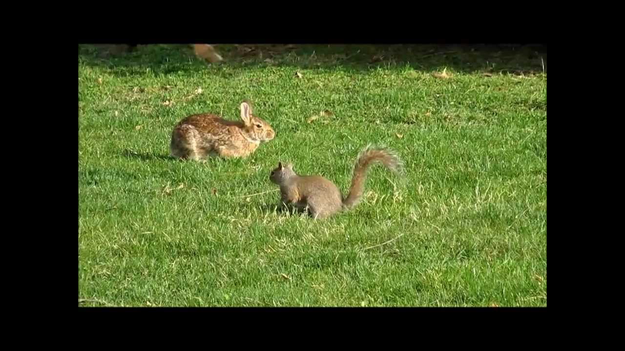 Ardillas Y Conejo Jugando Squirrels and Rabbit Playing