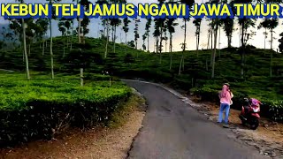 Download lagu KEBUN TEH JAMUS NGAWI JAWA TIMUR mp3