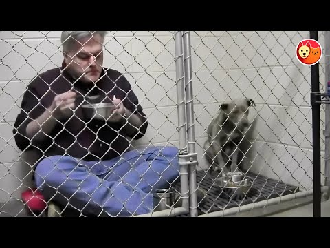 Desperate Vet Eats in Cage With Terrified Rescue Dog — What He Does Next Changed Her Life Forever