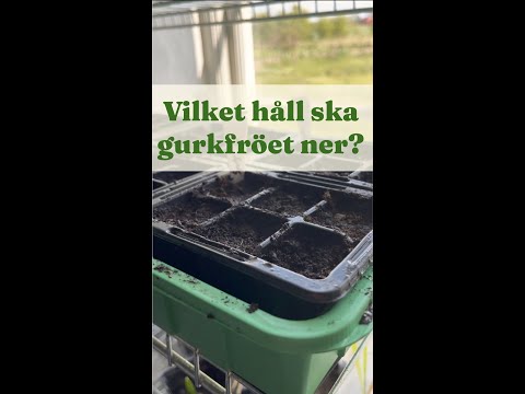Hur sår man gurka? Vilket håll ska gurkfröet i? - Trädgårdshacks med GardenR