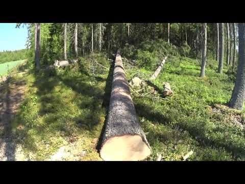 Metsolan Metsäkoulu 281 - Tukkirungon apteeraus - lyhyt oppimäärä