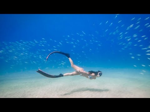 Freediving in Paradise: Sandy Bottom and Schools of Barracudas