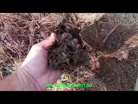 Mélymulcs, mulcsozás, talaj éltetése