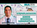 Staphylococcus: Aureus, Epidermidis, Saprophyticus