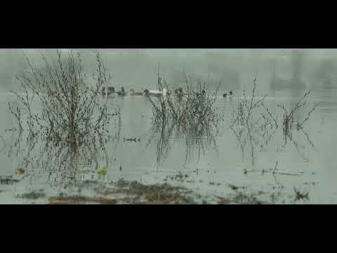 A Foggy Morning with the Ducks