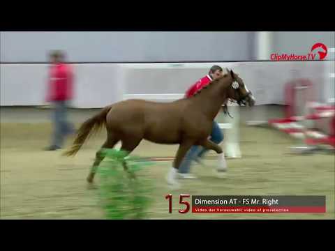 15 Junghengst v. Dimension AT -  FS Mr.Right