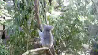 preview picture of video 'Koalas at Blackbutt Reserve'