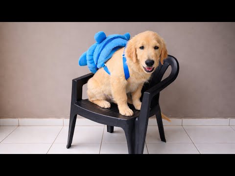 Golden Retrievers Being Adorable & Funny for 10 Minutes