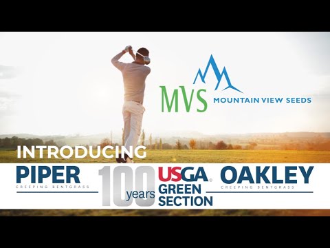 MVS Piper and Oakley Bentgrass