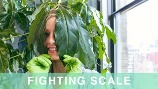 Saving Plants From Scale In NYC