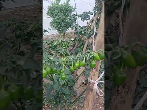 Organic akabare khursaani gaugharma