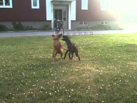 Rhodesian Ridgeback Roya & Boxer Tiger