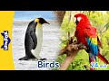 10 Amazing Birds On Earth Owl Heron Falcon Flamingo Penguin Parrot Vulture Turkey And More