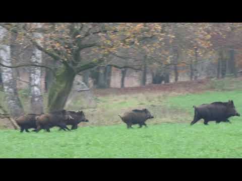 2021 11 13 Ansitzdrückjagd Mühlenkamp