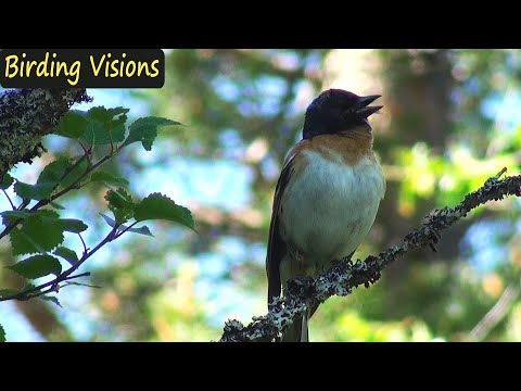 download lagu mp3 mp4 Birdid Norway, download lagu Birdid Norway gratis, unduh video klip Birdid Norway