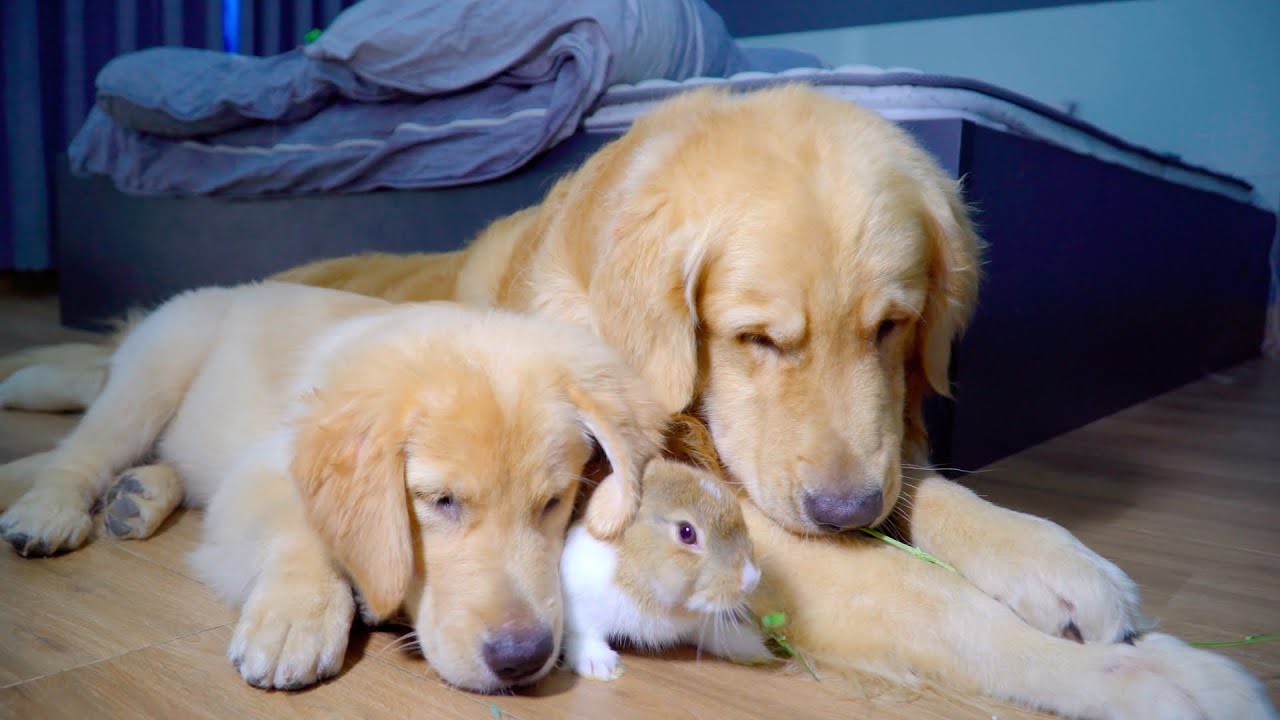 初対面の時から、うさぎから離れないゴールデンレトリバー