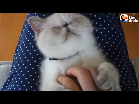 Kitten Loves Her Belly Rub - YouTube