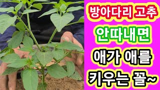 방아다리고추 안따내면 애가 애를 키우는꼴~ 고추농사 귀농귀촌 전원일기,주말농장 텃밭