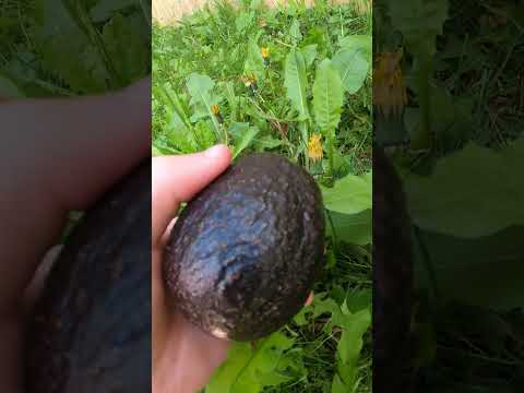 REAL LIFE DRAGON EGG😱 #shorts