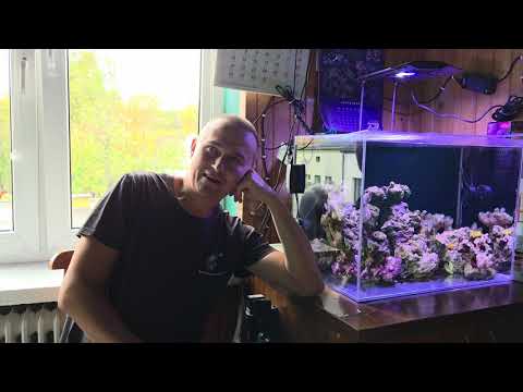 Akwarium morskie 100 Litrów 60/40/45 - Żyjące swoim życiem bez ingerencji - 17.10.2025