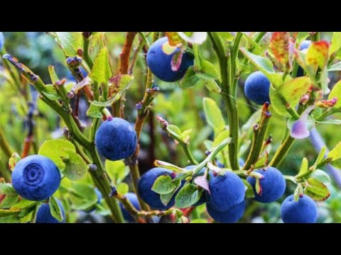 Fruti shqiptar më i kërkuar që lufton shumë sëmundje