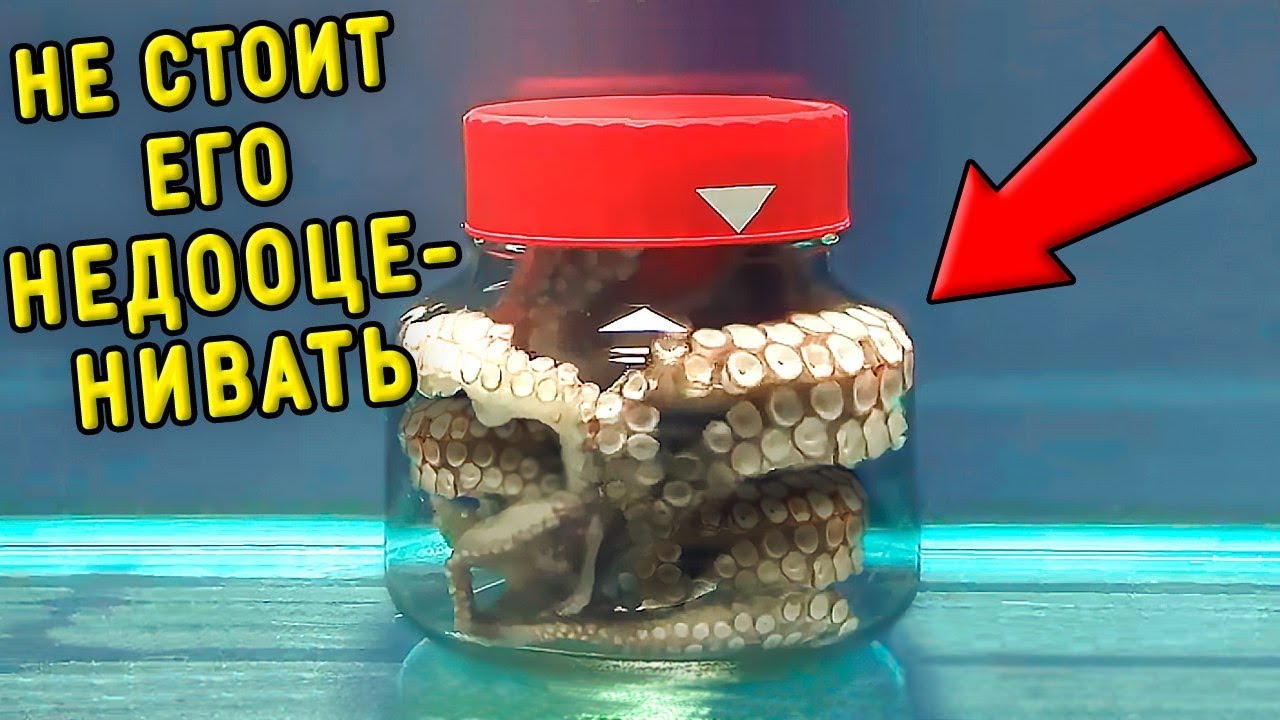 СМОТРИ, ЧТО БУДЕТ, ЕСЛИ ОСЬМИНОГА ЗАКРЫТЬ В БАНКЕ! 8 УМНЫХ ЖИВОТНЫХ