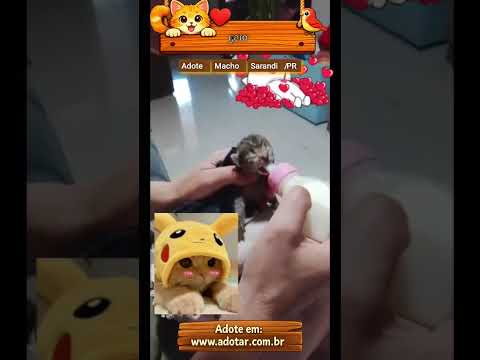 Vídeo do gato gato, em Sarandi-PR