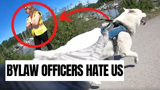 Husky Gets In Trouble with Bylaw Officers... 🛑 🙆🏻‍♂️