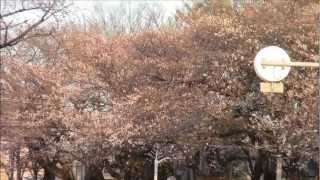 preview picture of video '2013.3.21夕方 千葉県野田市清水公園桜開花状況 Cherry Blossoms Chiba, Noda'