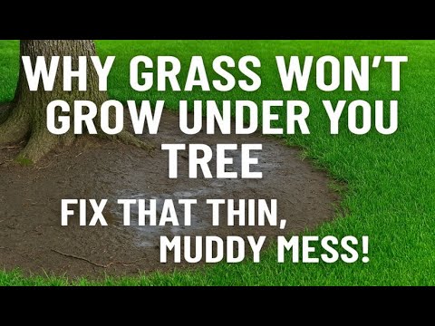 YouTube video about Maximizing Tree Growth: Allowing Grass to Flourish Beneath