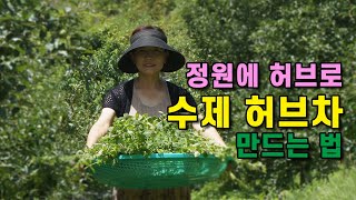 시골마당에서 직접키운 허브로 페파민트차 만들기 민트향으로 스트레스 더위 날리기!
