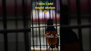 Download lagu 1 Nafas 3 lagu dangdut sekaligus #muraisultan #muraibatugacor #smm2 #muraibatuisianlovebird mp3