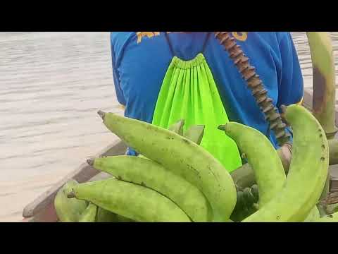 Pauini Amazonas Brasil Porto de Pauini 