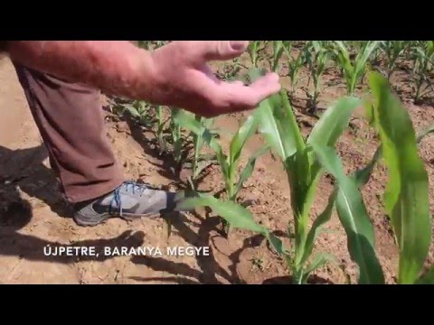 Stresszelő kukorica kezelése Algafix élő algás biostimulátor lombtrágyával