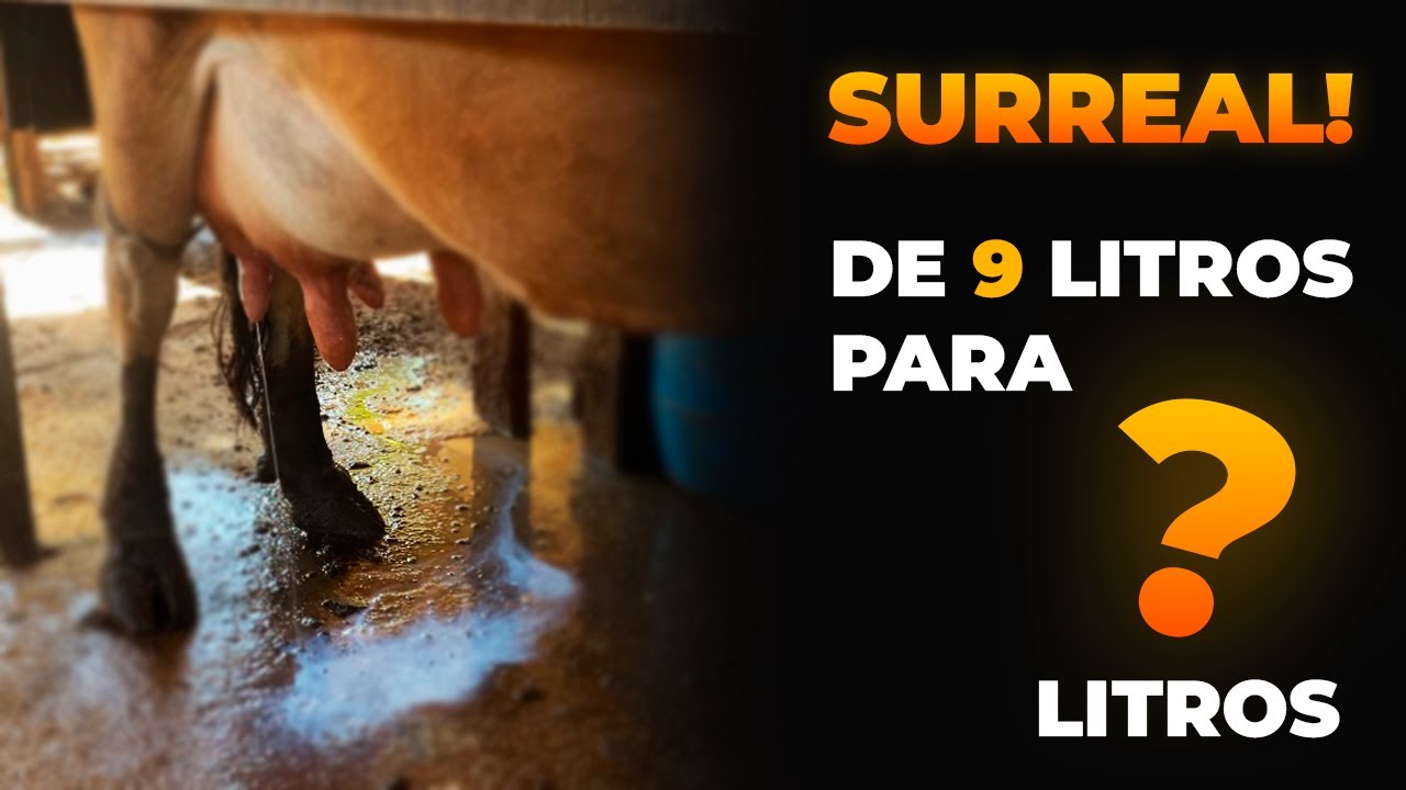 Tirando leite AO VIVO e dando DICAS