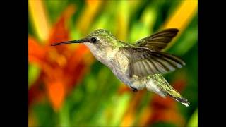Dengue Fever --- Hummingbird