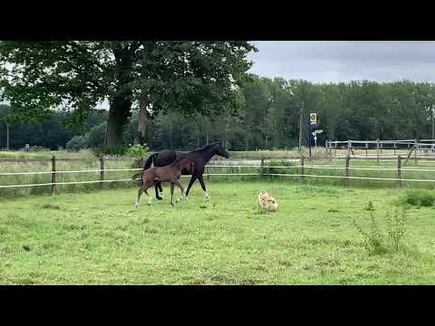 Stutfohlen von Secret for Sale