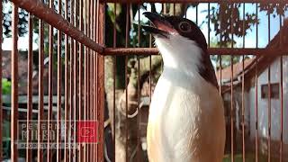 Download lagu Masteran Pancingan Cendet Paud & Bakalan Belajar Bunyi mp3 Download lagu Masteran Pancingan Cendet Paud & Bakalan Belajar Bunyi mp3