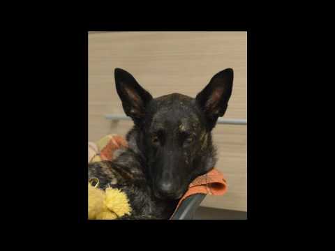 Bibi & Viorel Scinteie ..our training story to the end !!!