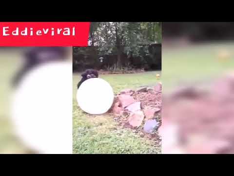 ¡¡¡Los animales divertidos fallan!!!  ¡¡¡Intenta no retar a la gravedad!!!