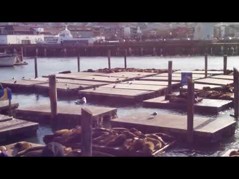 Sea Lions at Port 39 San Francisco