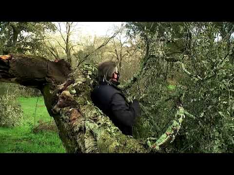 Madrid rushes to clone trees downed by snowstorm