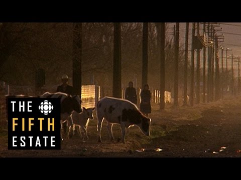 The Mennonite Mob (1992) - the fifth estate